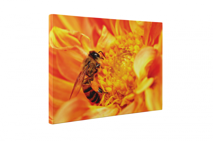 Tablou canvas : Albinuta harnica [5]