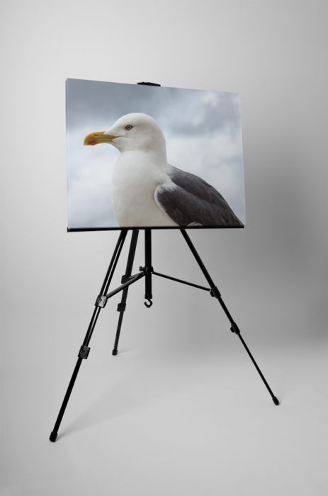 Tablou canvas : Regele pescarusilor [3]