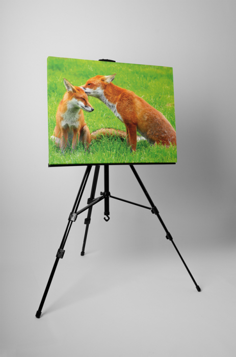 Tablou canvas : Familie de vulpe [3]