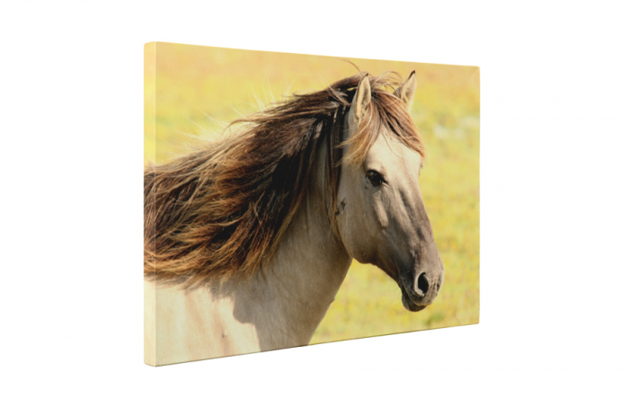 Tablou canvas : Armasar [2]