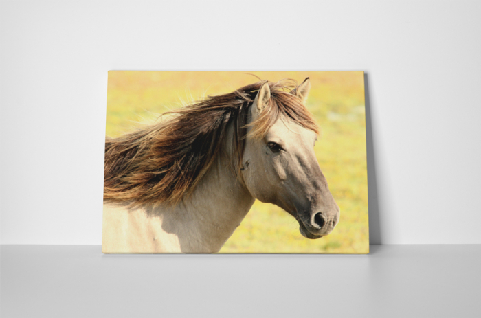 Tablou canvas : Armasar [4]