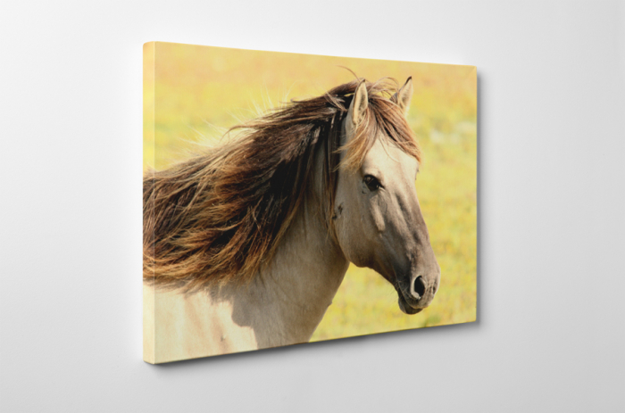 Tablou canvas : Armasar [5]