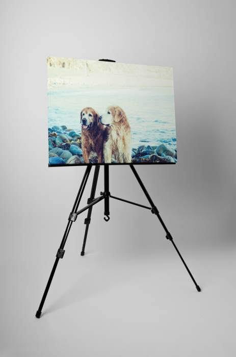Tablou canvas : Caini in apa [3]