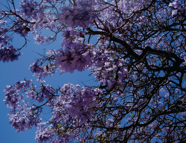 Tablou canvas : Floricele mov [4]