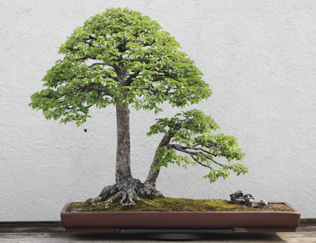 Tablou canvas : Bonsai ulm chinezesc [4]