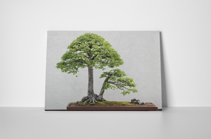 Tablou canvas : Bonsai ulm chinezesc [2]