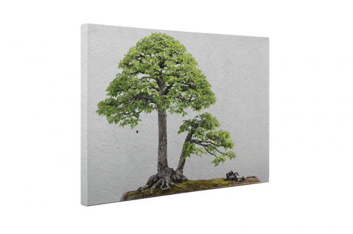 Tablou canvas : Bonsai ulm chinezesc [5]