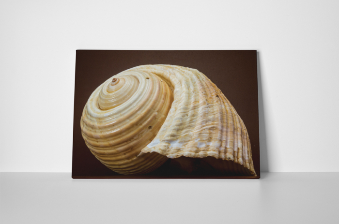 Tablou canvas : Melc marin [2]