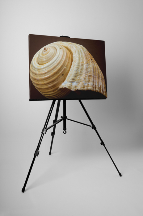 Tablou canvas : Melc marin [3]