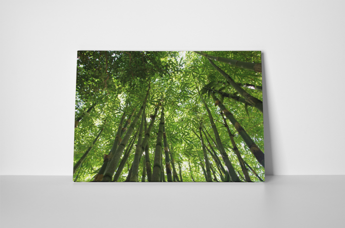 Tablou canvas : Intre copaci inalti [2]