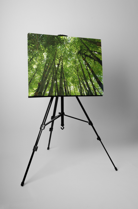 Tablou canvas : Intre copaci inalti [3]