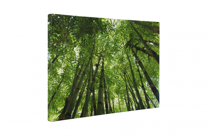 Tablou canvas : Intre copaci inalti [5]