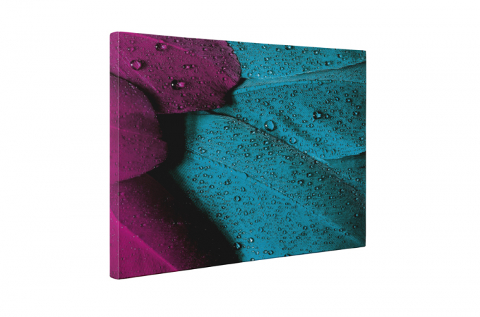 Tablou canvas : Pene colorate [5]