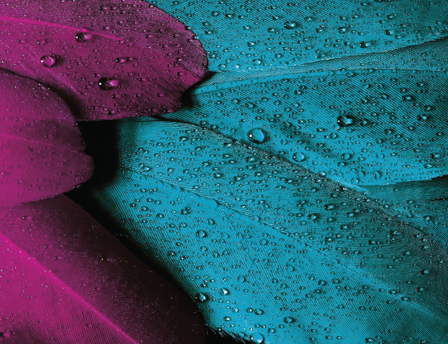 Tablou canvas : Pene colorate [4]