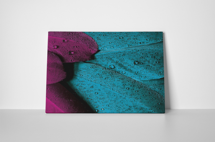 Tablou canvas : Pene colorate [2]