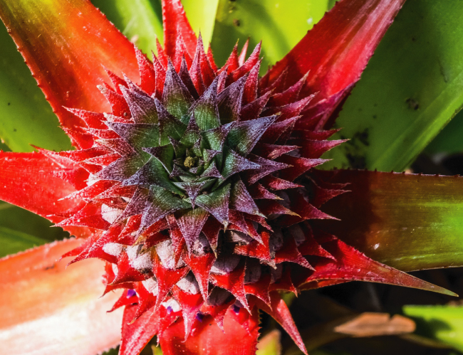 Tablou canvas : Frunze de ananas [4]