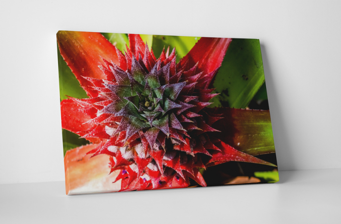 Tablou canvas : Frunze de ananas [1]