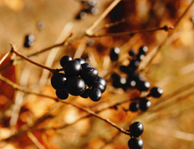 Tablou canvas : Coacaze negre [4]