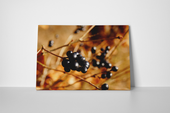 Tablou canvas : Coacaze negre [2]