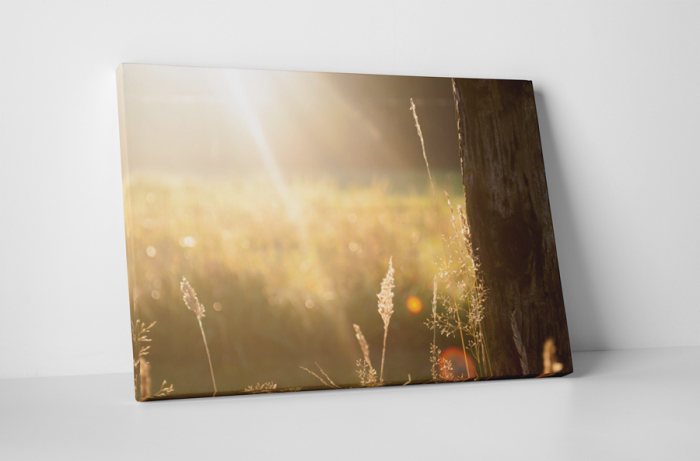 Tablou canvas : Campul umplut cu raze de soare [1]