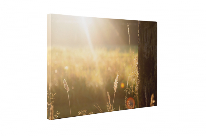 Tablou canvas : Campul umplut cu raze de soare [5]