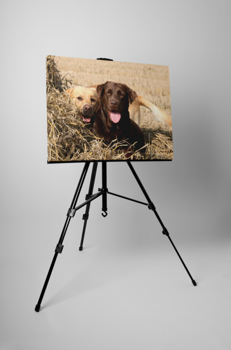 Tablou canvas : Cuplu Labrador [3]