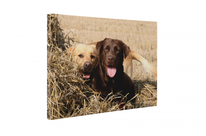 Tablou canvas : Cuplu Labrador [5]
