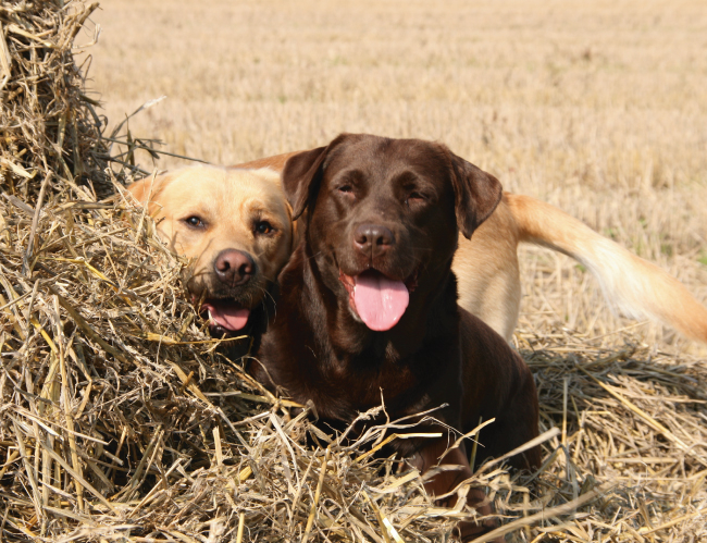 Tablou canvas : Cuplu Labrador [4]