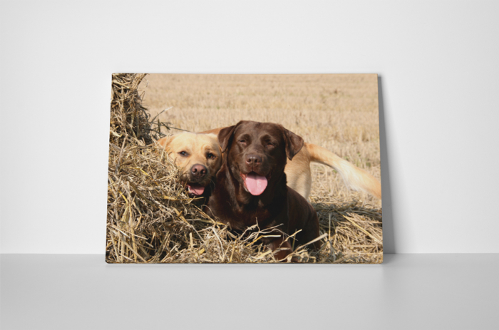 Tablou canvas : Cuplu Labrador [2]
