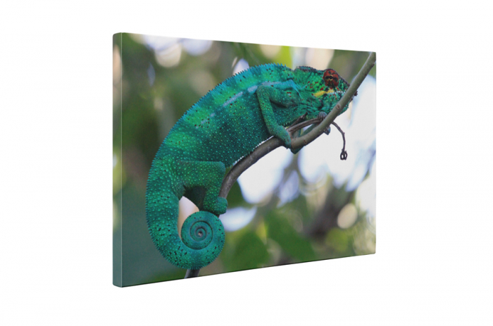 Tablou canvas : Cameleonul pe creanga [5]