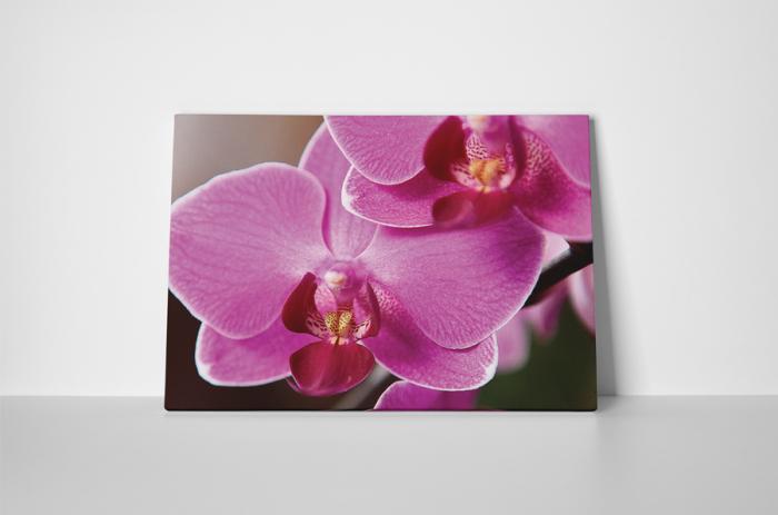 Tablou canvas : Florile orhideei [2]