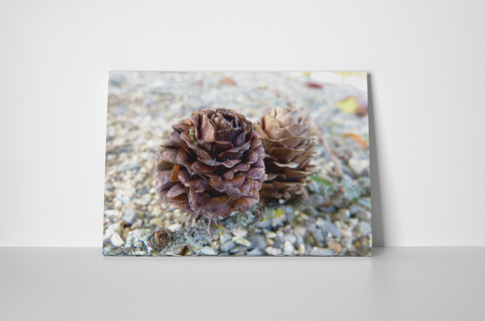 Tablou canvas : Conuri mici [2]