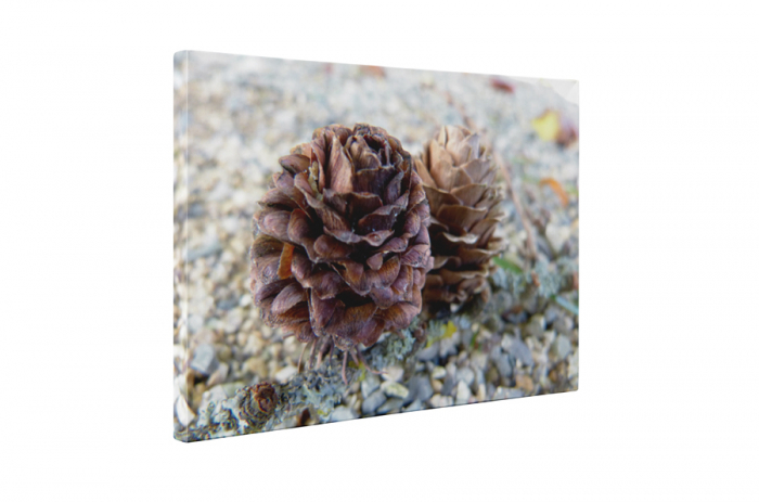 Tablou canvas : Conuri mici [5]