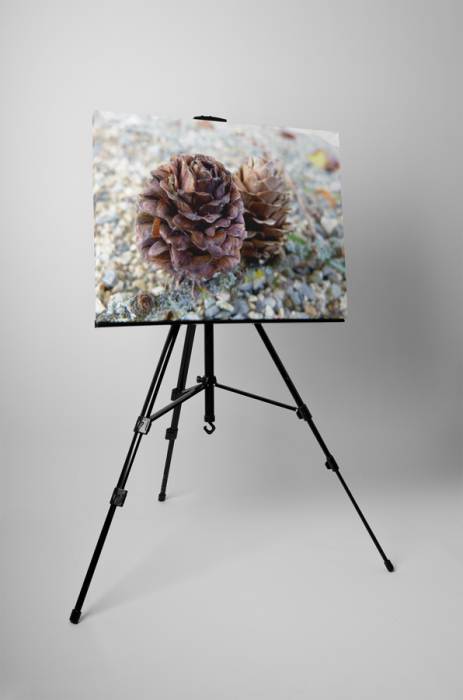Tablou canvas : Conuri mici [3]