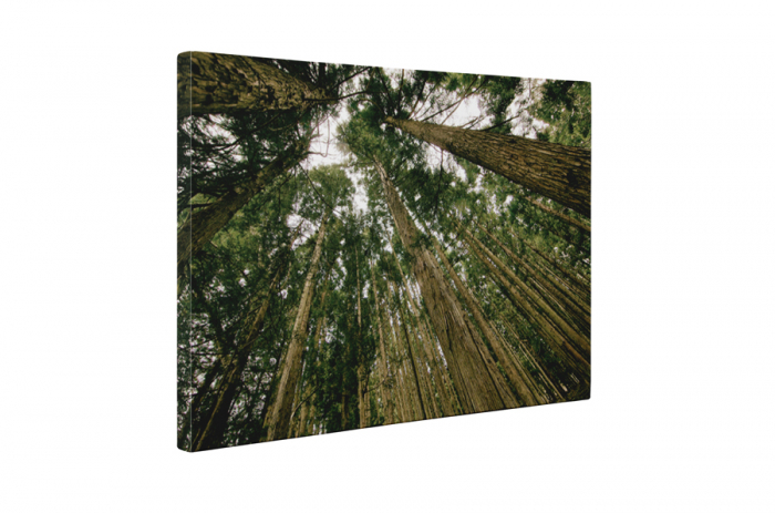 Tablou canvas : Copacii inalti [5]
