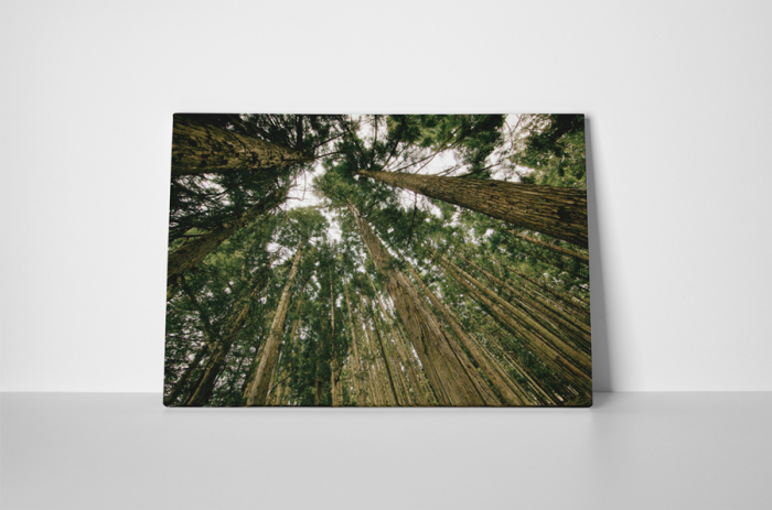 Tablou canvas : Copacii inalti [2]