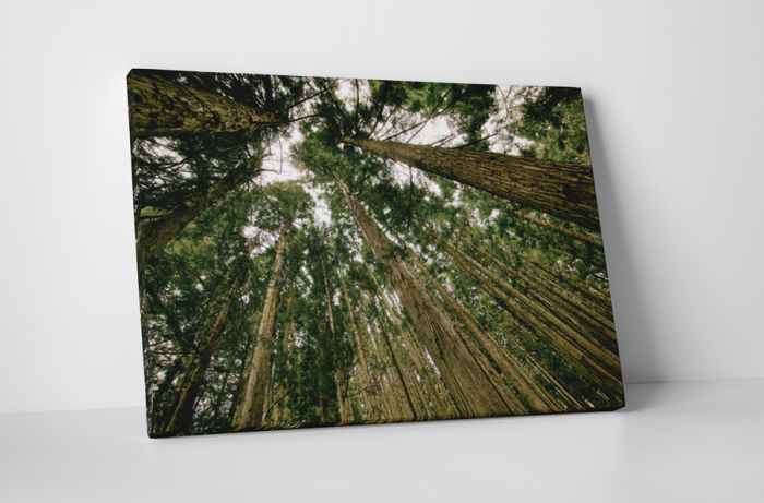 Tablou canvas : Copacii inalti [1]