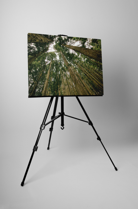 Tablou canvas : Copacii inalti [3]