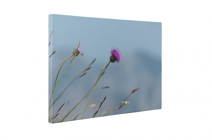 Tablou canvas : Carduus [5]