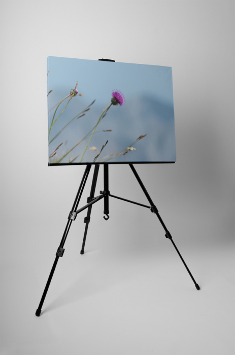 Tablou canvas : Carduus [3]
