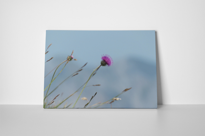 Tablou canvas : Carduus [2]