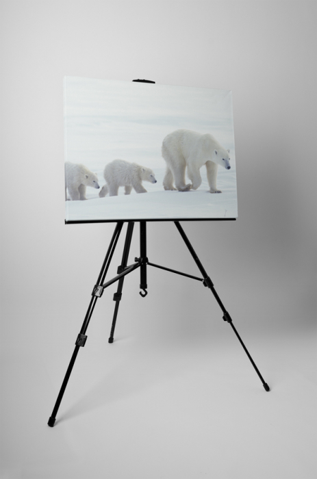 Tablou canvas : Familie de ursi polari [3]