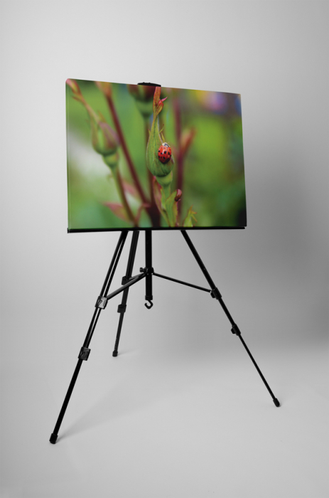 Tablou canvas : Buburuza pe trandafir [3]