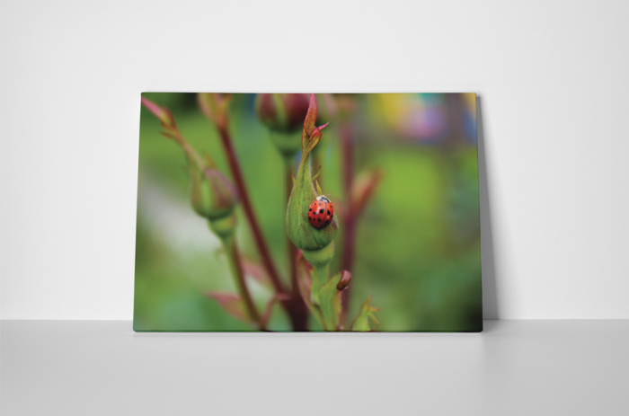 Tablou canvas : Buburuza pe trandafir [2]