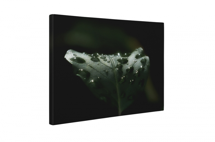 Tablou canvas : Roua [5]