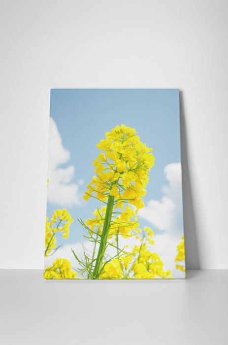 Tablou canvas : Floare de rapita [2]