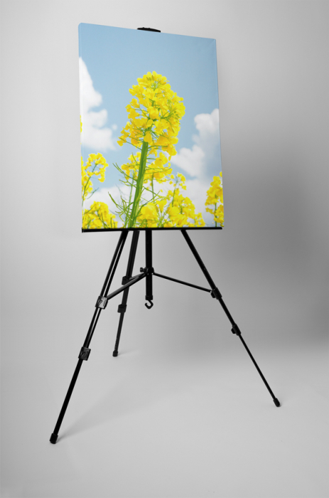 Tablou canvas : Floare de rapita [3]