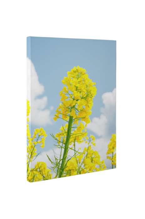 Tablou canvas : Floare de rapita [5]