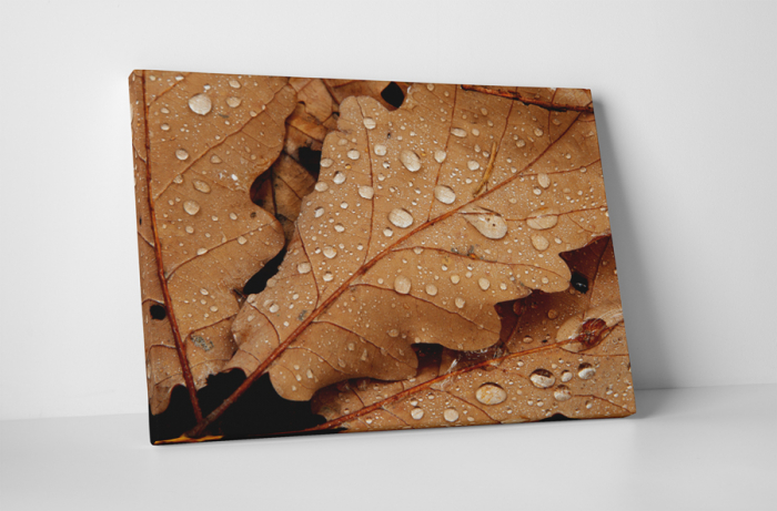 Tablou canvas : Frunze uscate acoperite de roua [1]