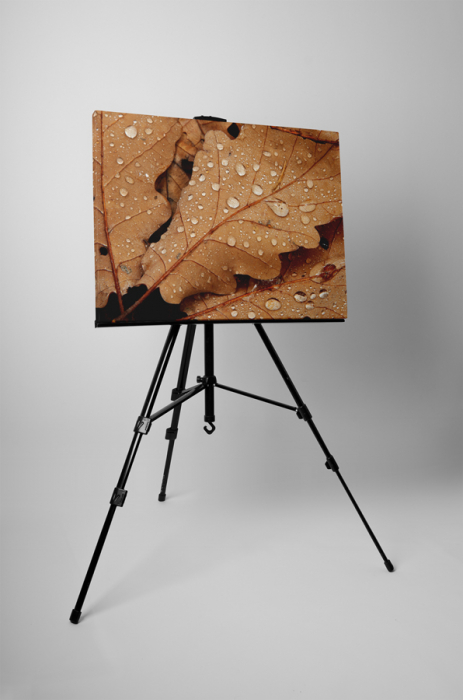 Tablou canvas : Frunze uscate acoperite de roua [3]